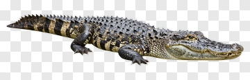 Alligator Lying On A Surface PNG