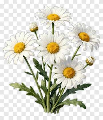 Daisy Flower Bouquet PNG
