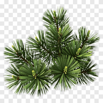 Pine Tree Branches PNG
