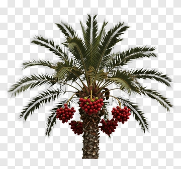 Date Palm With Ripe Dates PNG