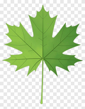 Green Maple Leaf PNG