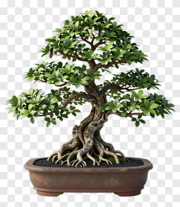 Bonsai Tree In A Pot PNG