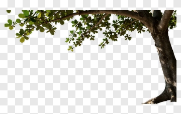 Tree With Green Leaves PNG