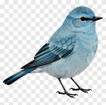 Blue Bird Standing On Its Legs PNG