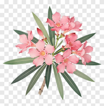 Pink Oleander Flower Bouquet PNG