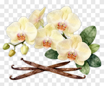 Orchid Flower Composition With Vanilla Sticks PNG