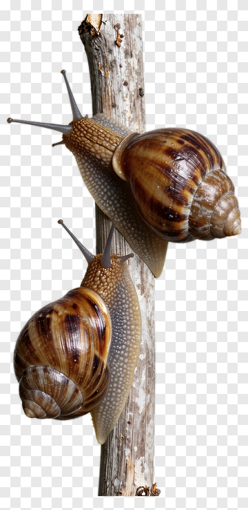 Two Snails Climbing A Stick PNG