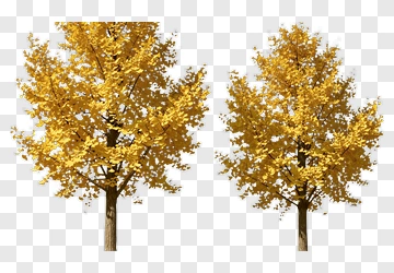 Colorful Autumn Tree PNG