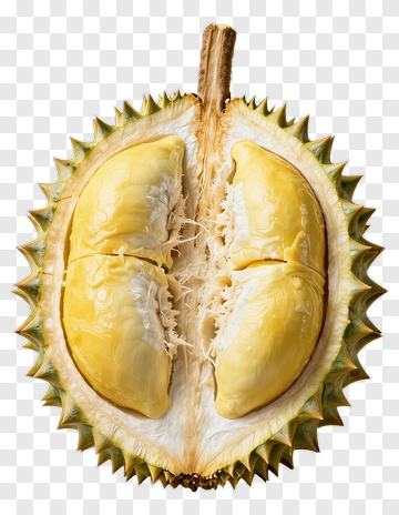 Fresh Durian Fruit Halved PNG