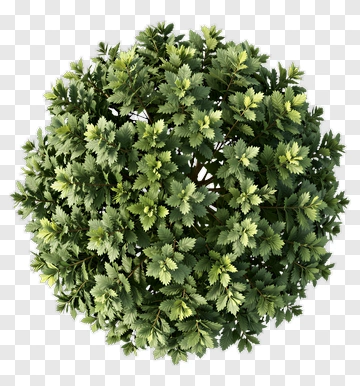 Green Bushy Tree PNG