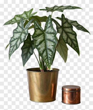 Potted Plant In A Gold Container PNG