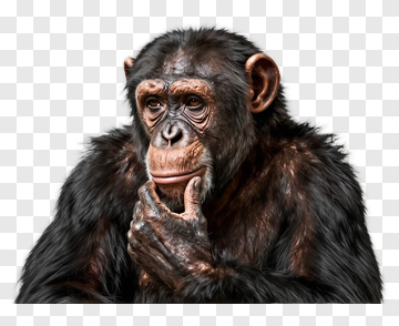 Thoughtful Chimpanzee PNG