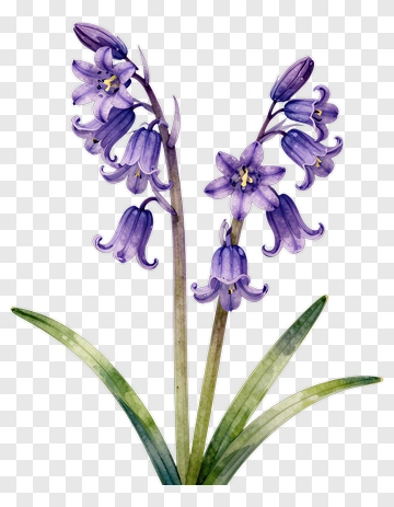 Watercolor Bluebell Flower PNG
