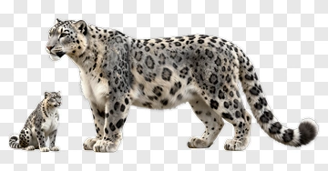 Snow Leopards Standing Together PNG