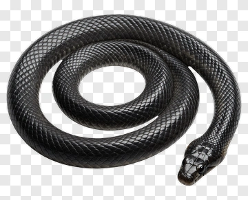 Black Snake Coiled In A Natural Pose PNG