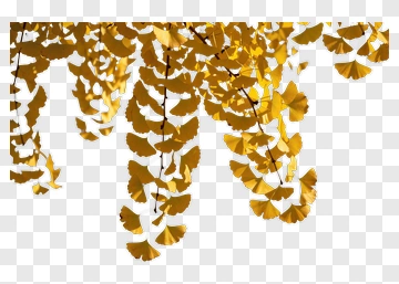 Golden Ginkgo Leaves PNG