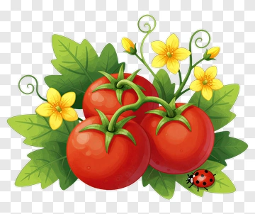 Colorful Tomatoes With Flowers And Leaves PNG