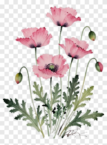 Watercolor Pink Poppy Flowers PNG