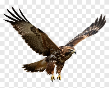 Hawk In Flight PNG