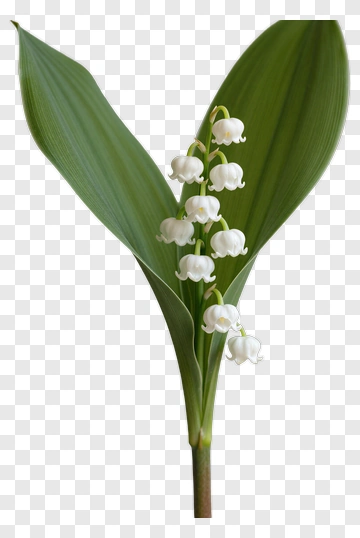 Lily Of The Valley Flower PNG