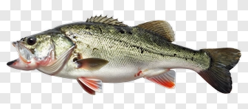 Largemouth Bass Fish PNG