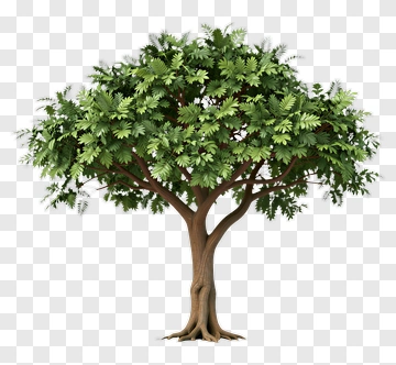 Realistic Tree With Green Foliage PNG