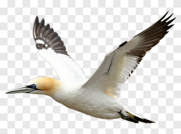 Gannet Flying In Mid-Air PNG