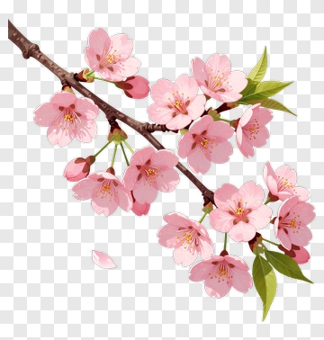 Cherry Blossom Branch With Pink Flowers PNG