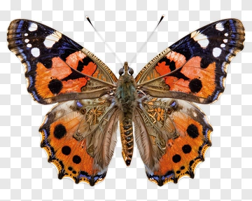 Colorful Butterfly With Orange And Black Patterns PNG