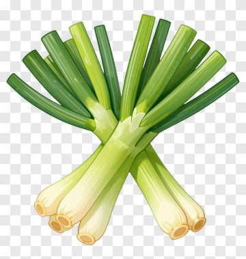 Fresh Green Onions Bunch PNG