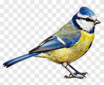 Blue Tit Bird Perched On A Branch PNG