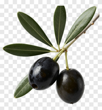 Black Olives On Olive Branch PNG