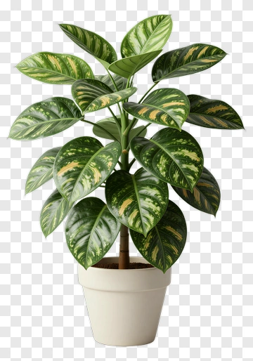 Potted Plant With Green Leaves PNG
