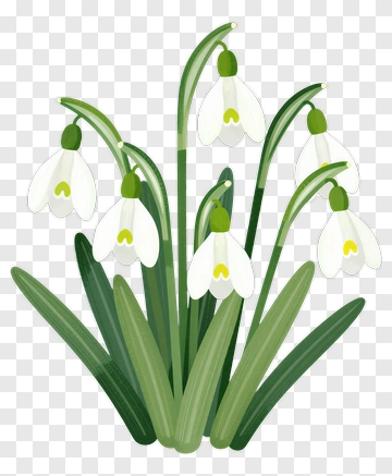 Snowdrop Flower Cluster PNG