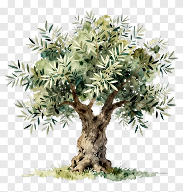 Watercolor Olive Tree PNG