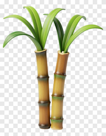 Bamboo Plant With Green Leaves PNG