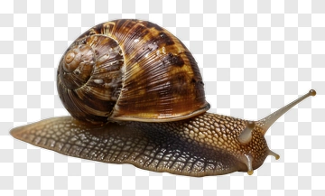 Snail On A Surface PNG