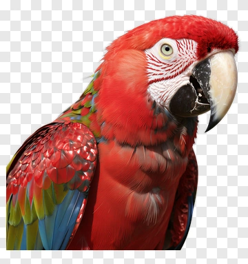 Colorful Macaw Parrot PNG