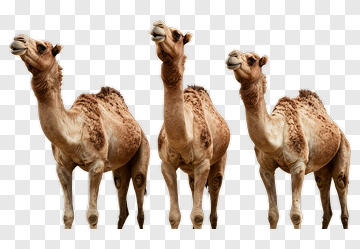 Group Of Camels PNG