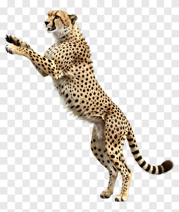 Cheetah Standing On Hind Legs PNG