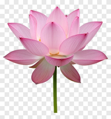Pink Lotus Flower PNG
