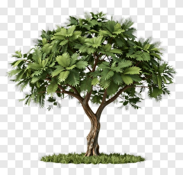 Realistic Green Tree PNG