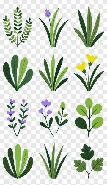 Colorful Floral Illustrations Of Various Plants PNG