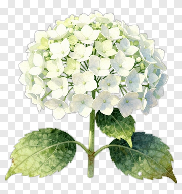White Hydrangea Flower PNG