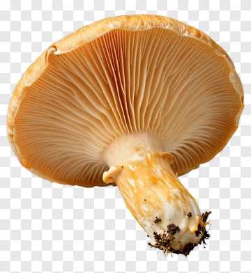 Mushroom With Gills PNG