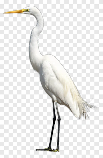 Great Egret Standing Gracefully PNG