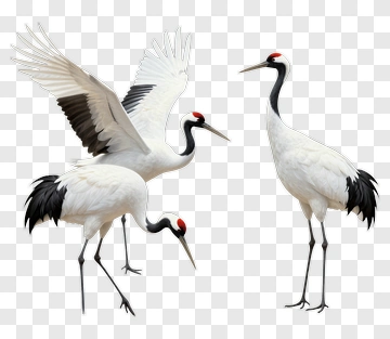 Cranes In Various Poses PNG