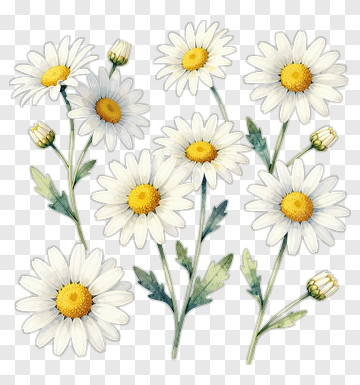 Flower Bouquet Of White Daisies PNG