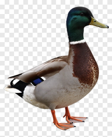 Mallard Duck Standing PNG