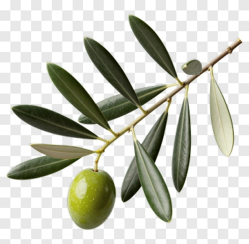 Olive Branch With Green Olive PNG